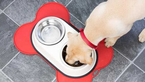 Step up puppy sales food feeding guide